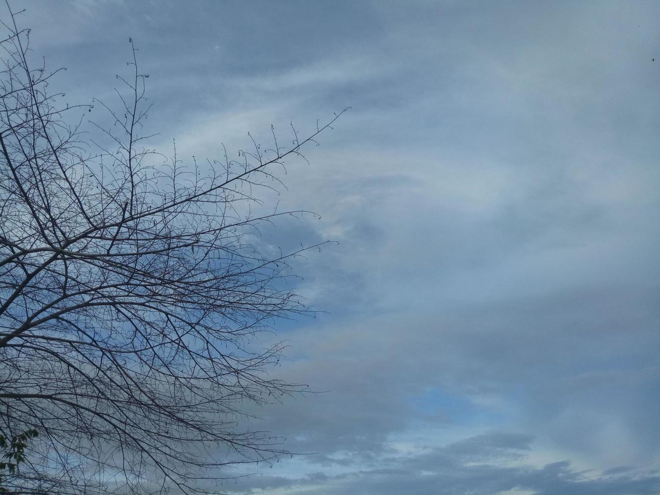 silueta de rama de árbol contra el fondo del cielo de la tarde foto