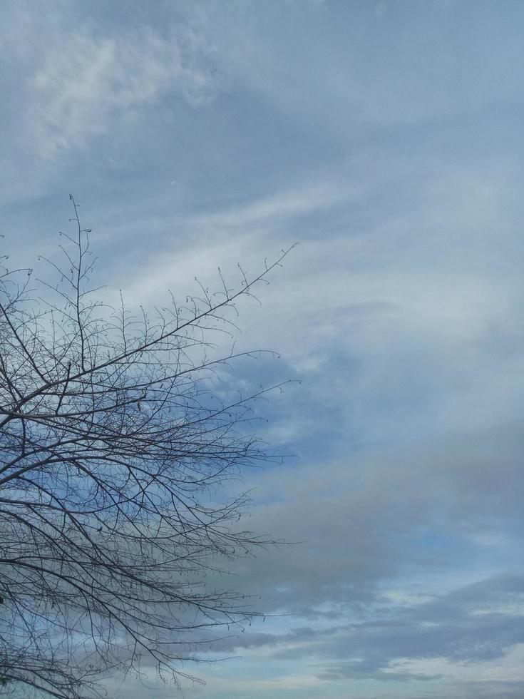 silueta de rama de árbol contra el fondo del cielo de la tarde foto