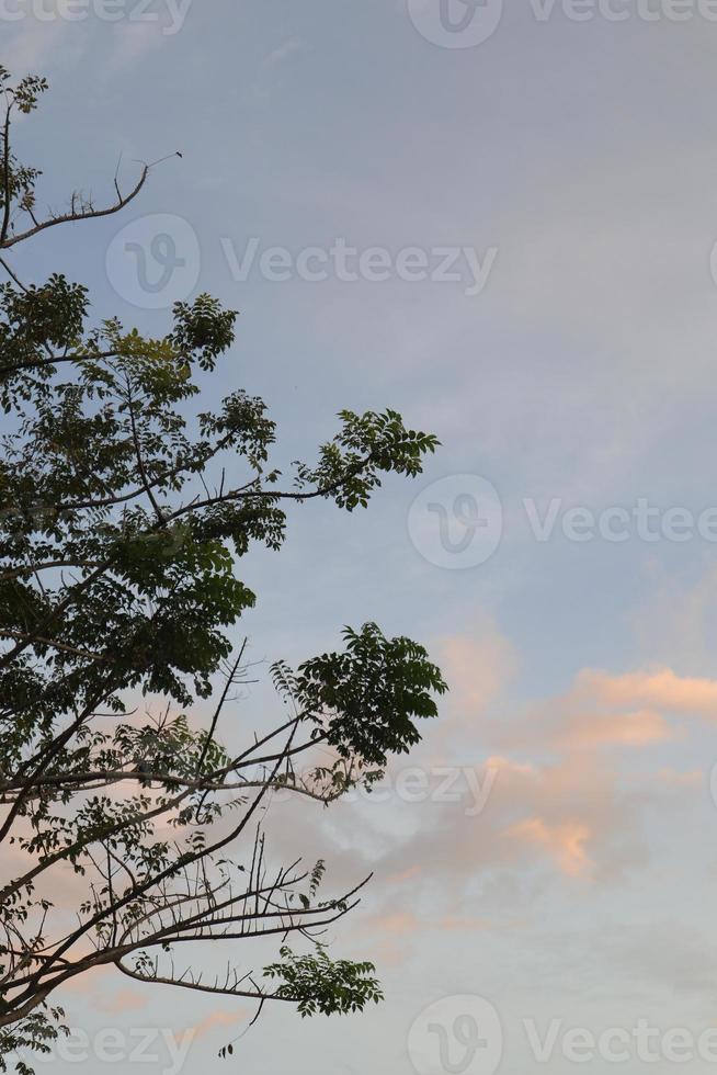 tree branch silhouette against the background of the afternoon sky photo