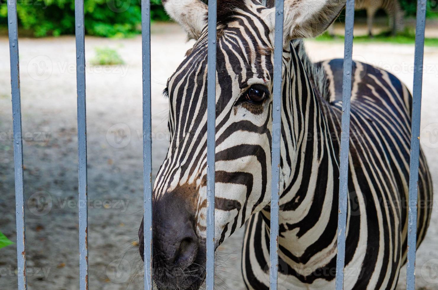 Wild zebra caged, animals in captivity, abuse photo