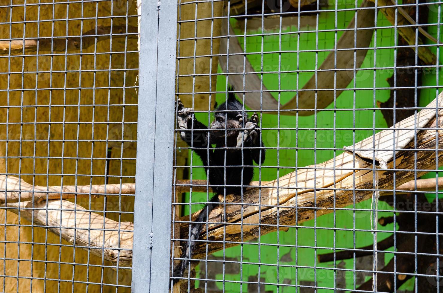 A closeup shot of a monkey in a cage in a zoo photo
