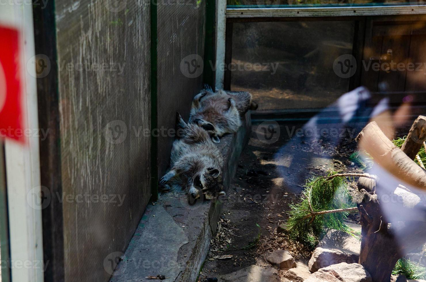 sleeping raccoons, raccoon resting peacefully, closeup photo