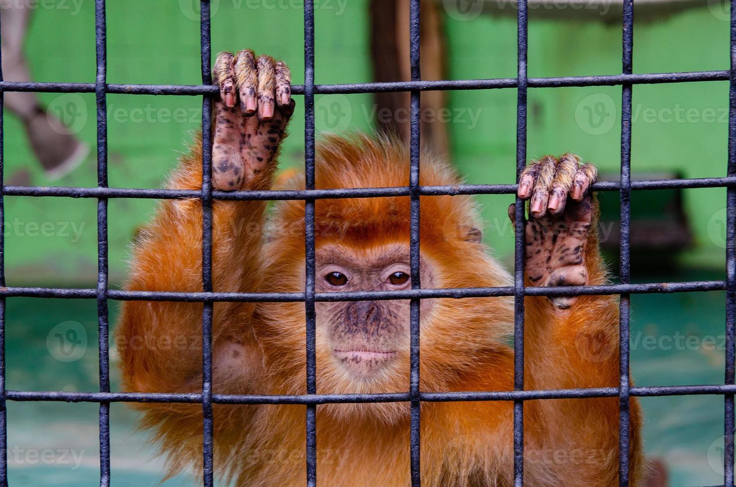 A closeup shot of a monkey in a cage in a zoo photo