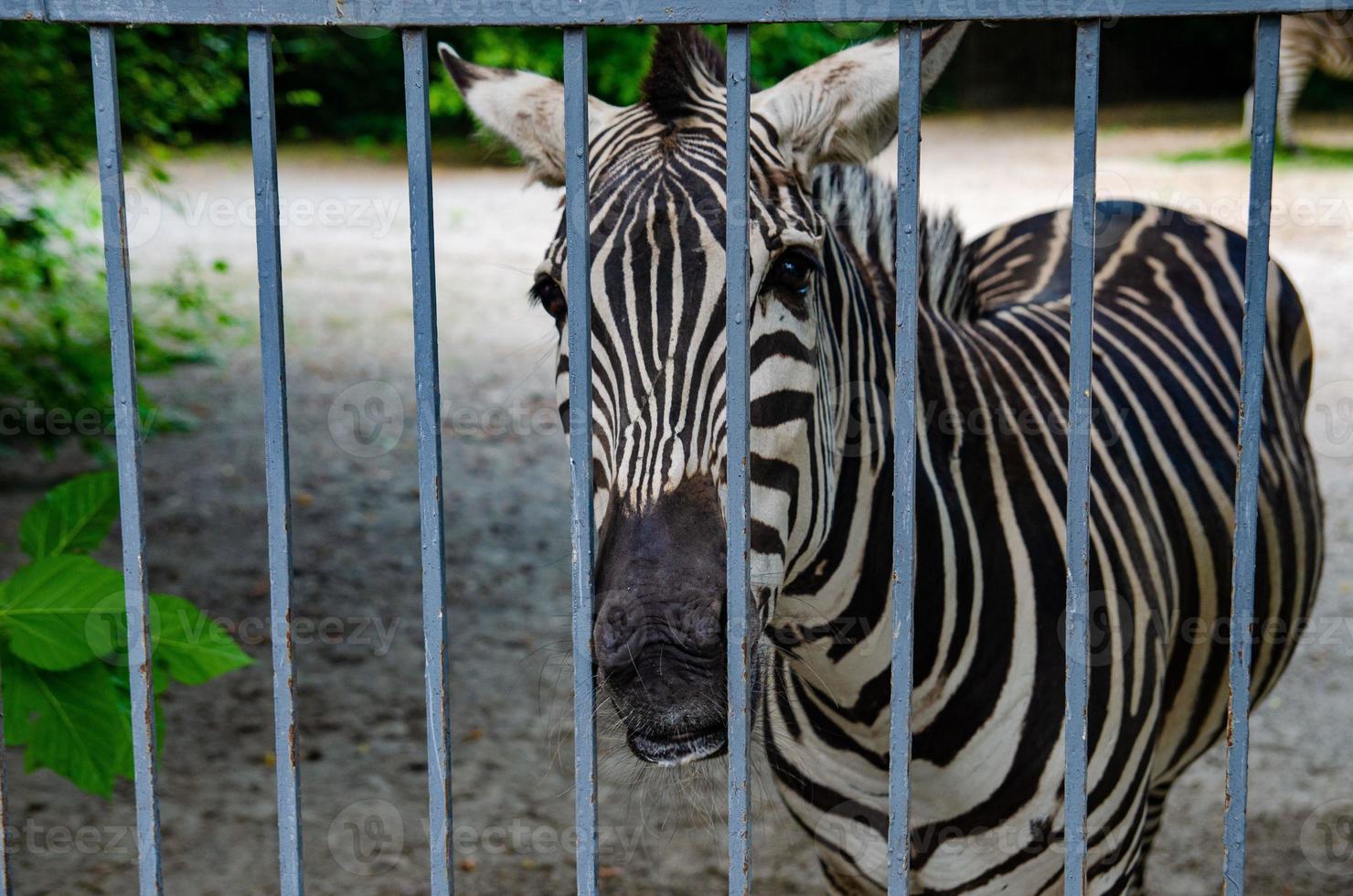 Wild zebra caged, animals in captivity, abuse photo