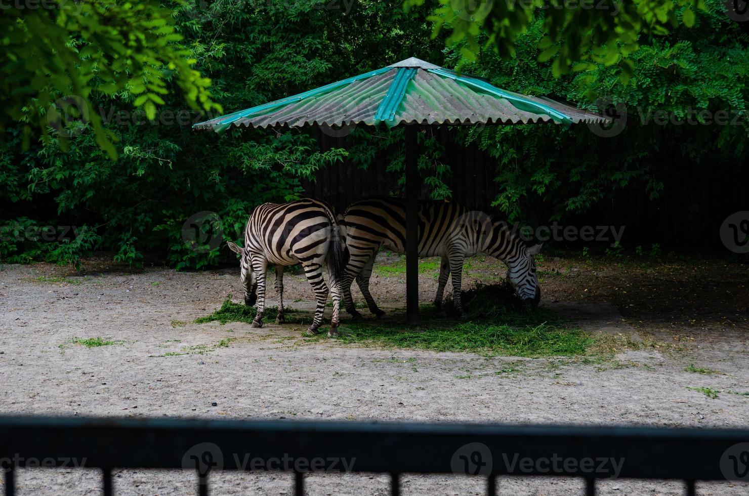 Wild zebra caged, animals in captivity, abuse photo