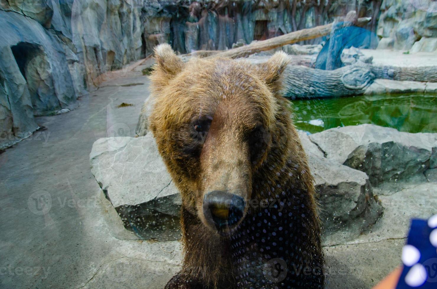 Animal rights. Friendly brown bear walking in zoo. Cute big bear stony landscape nature background. Animal wild life. Adult brown bear in natural environment. photo