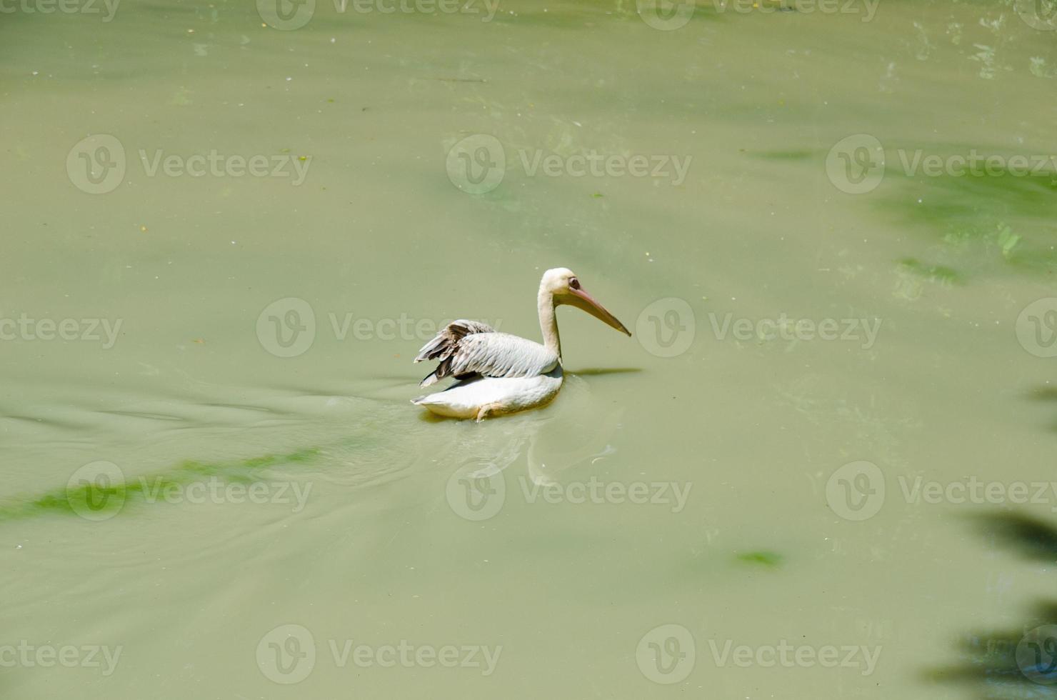 Great white pelicans scientific name Pelecanus onocrotalus also known as the eastern white pelican, photo