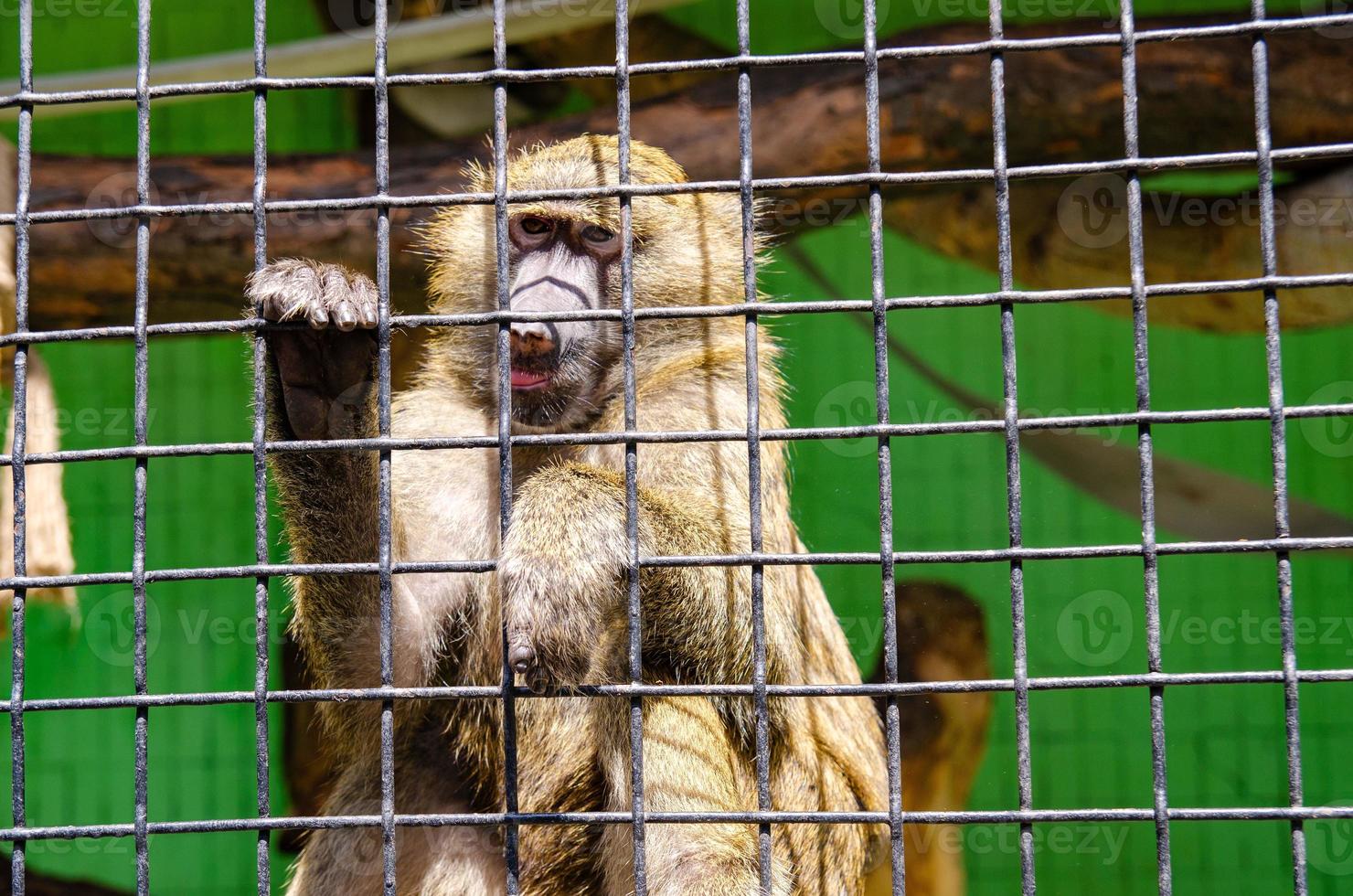 A closeup shot of a monkey in a cage in a zoo photo