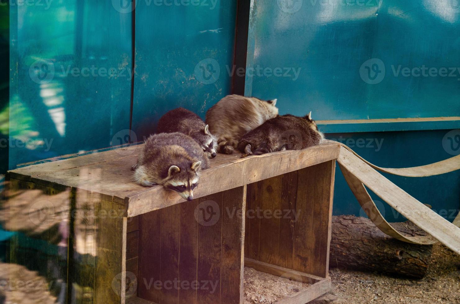 sleeping raccoons, raccoon resting peacefully, closeup photo