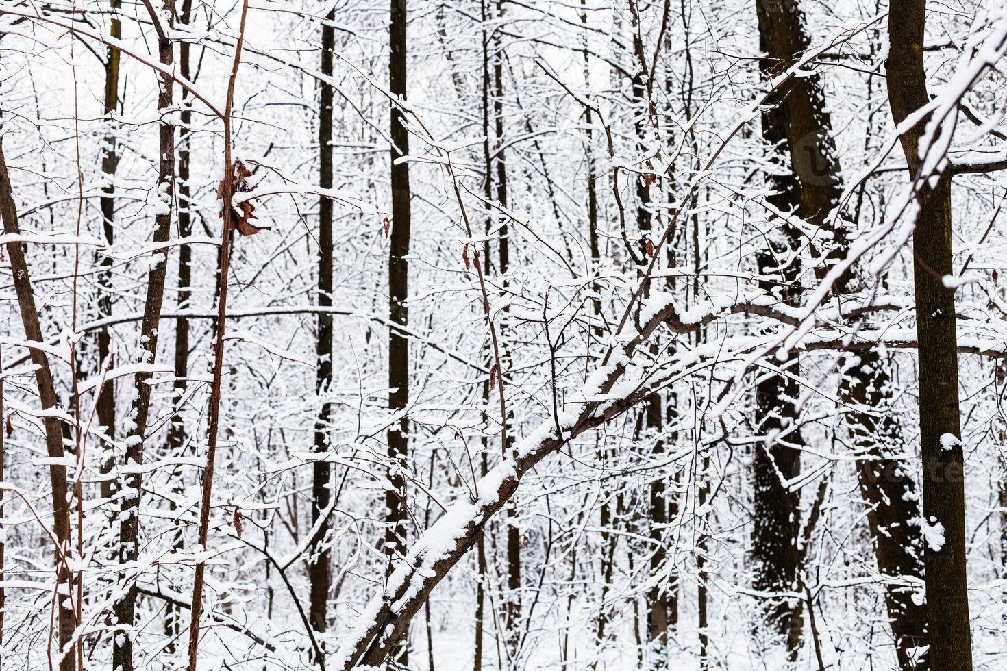 snow-covered bare black tree trunks in forest photo