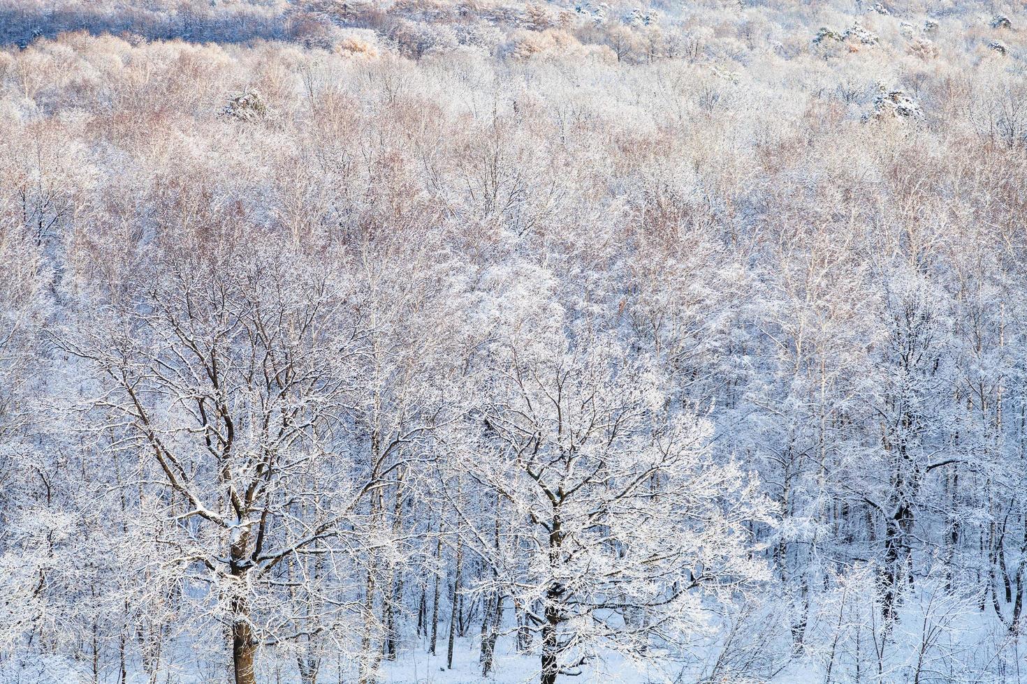 robles de nieve iluminados por el sol en el bosque foto