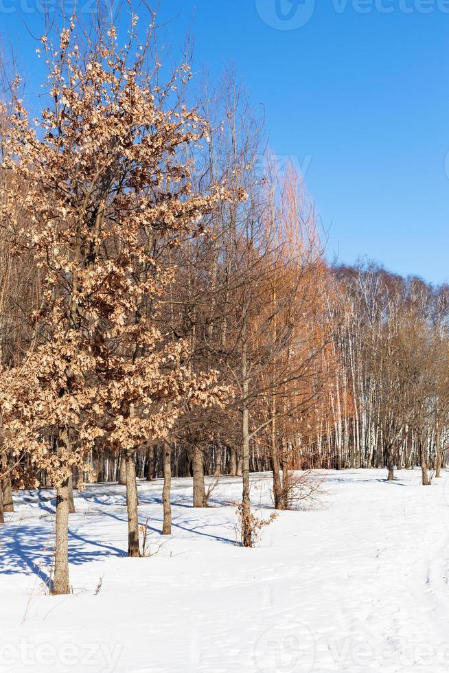 Birch and Alder trees in grove in winter photo