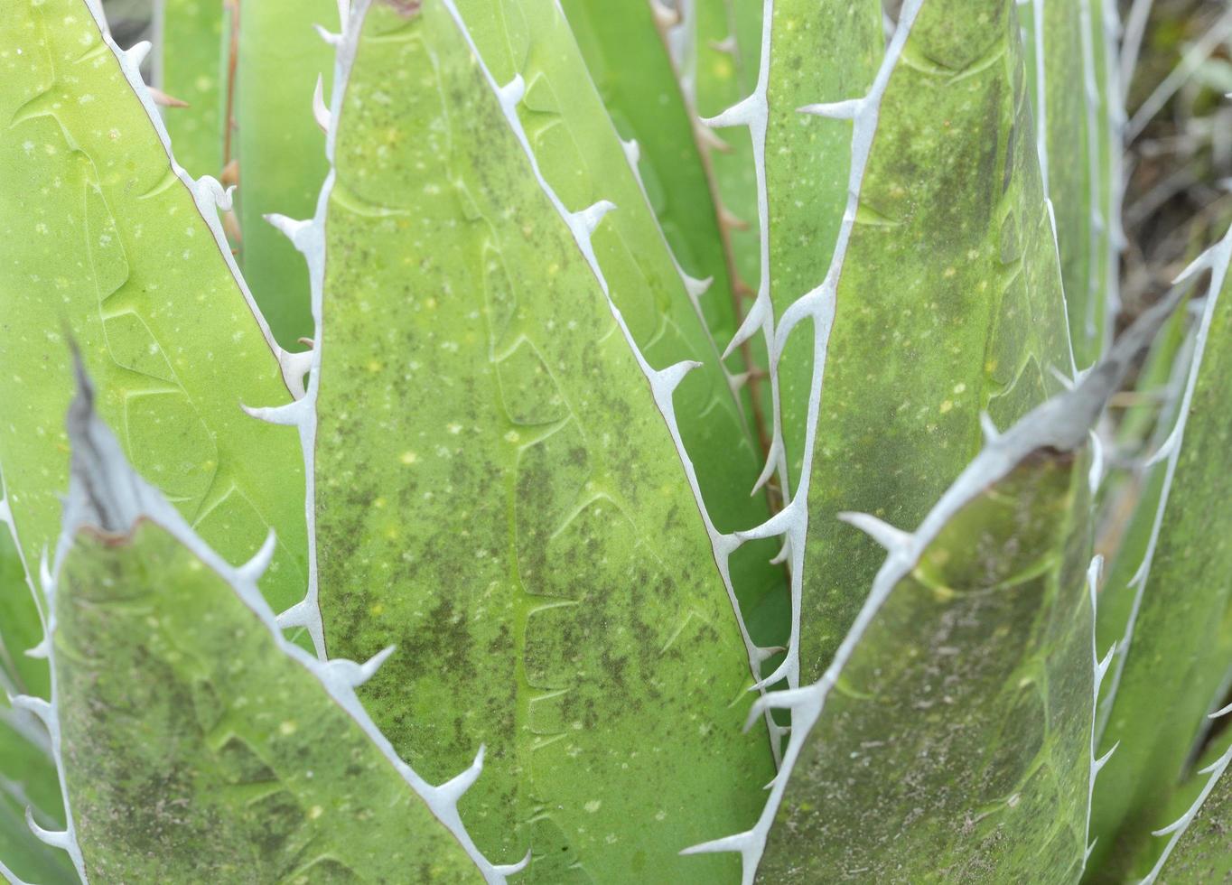 close up of a succulent plant photo