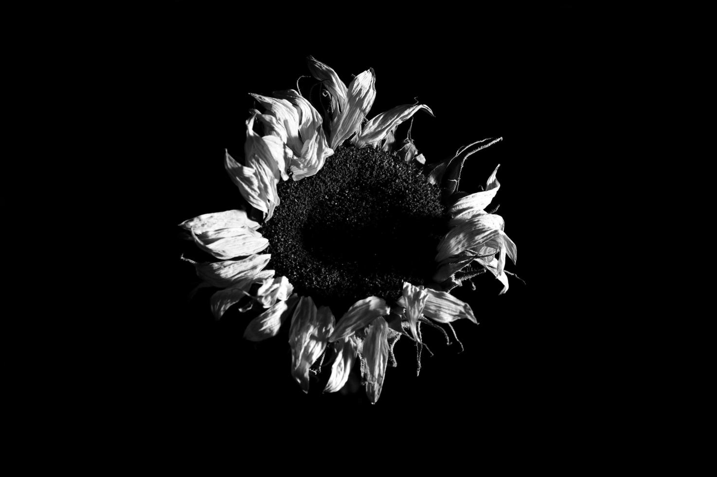 dry sunflower on dark background photo