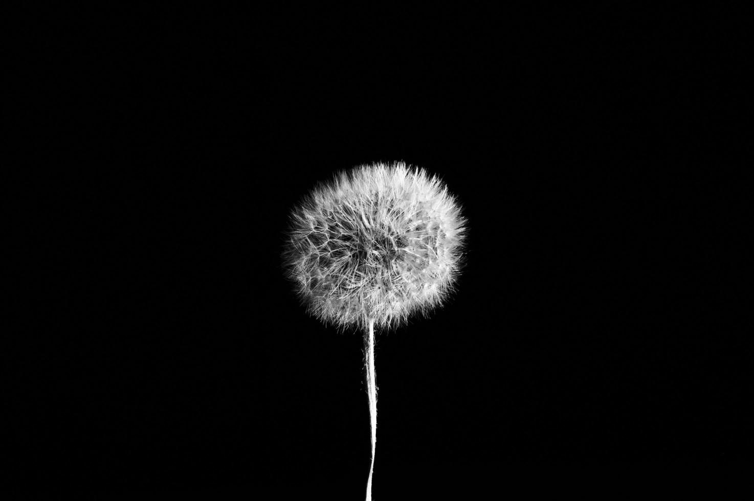 flor de diente de león sobre fondo oscuro foto