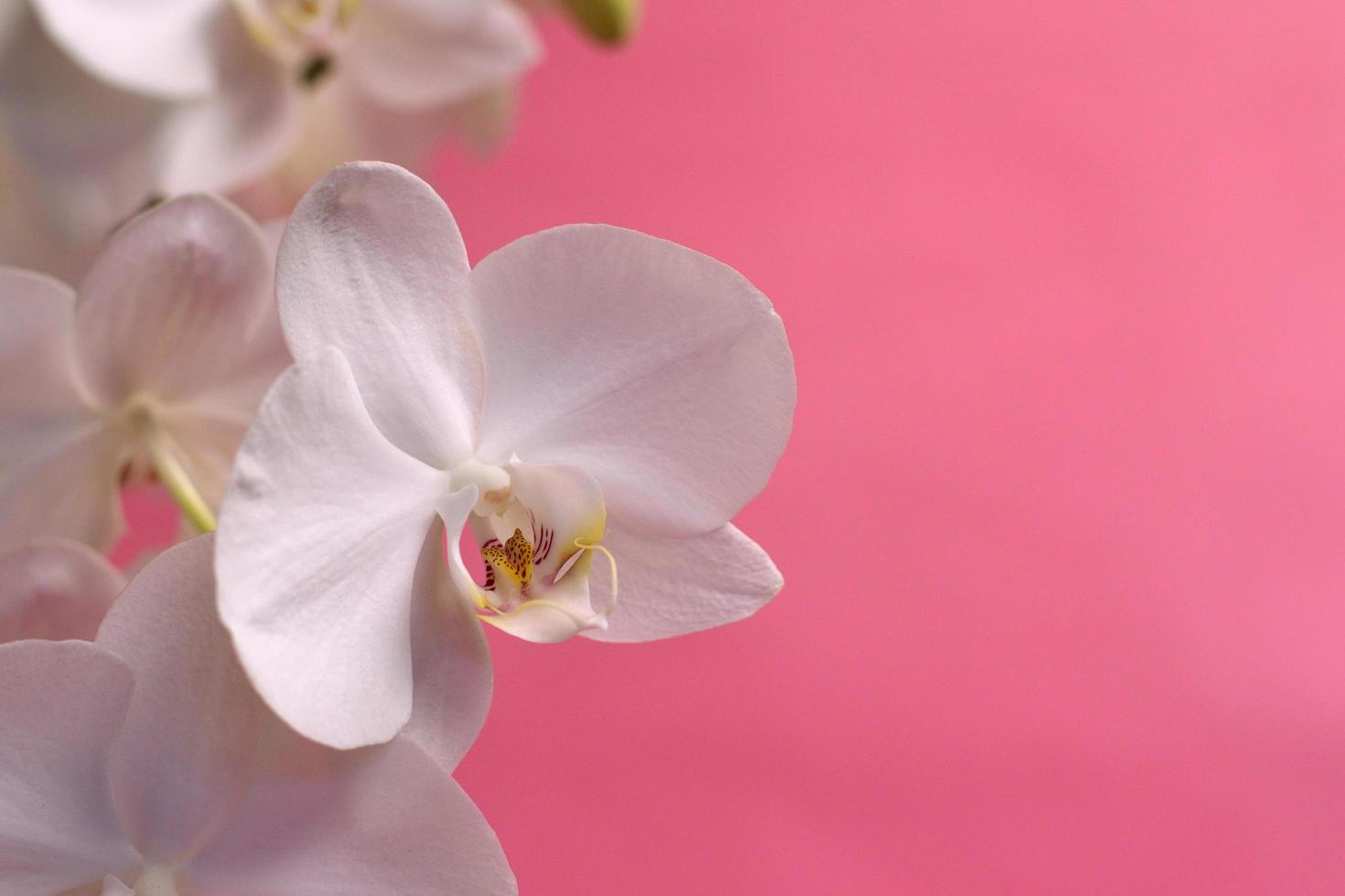 orquídea blanca con fondo rosa foto