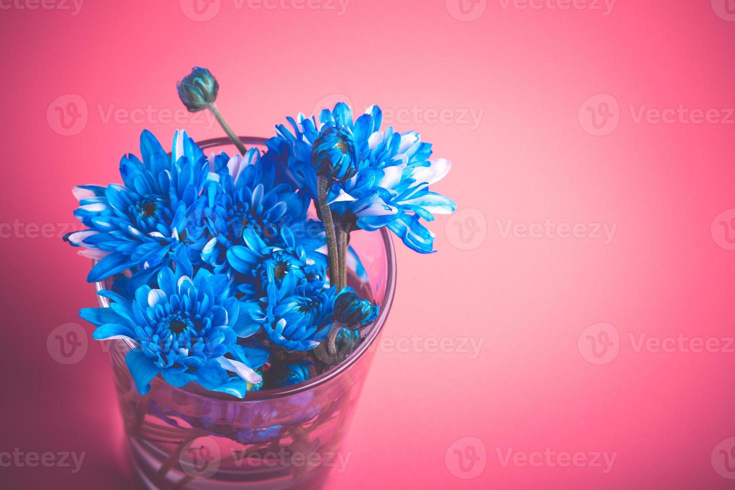 Blue chrysanthemum flowers in a vase on a pink background.Copy space photo