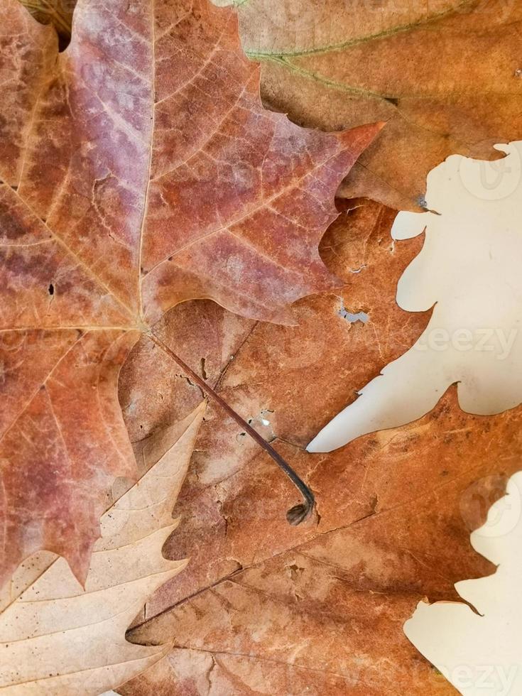 Brown detailed autumnal background of group of dried platanus leaves. Top view photo