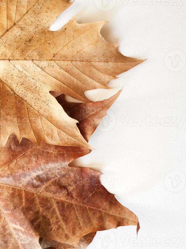 Brown detailed autumnal background of group of dried platanus leaves. Top view photo