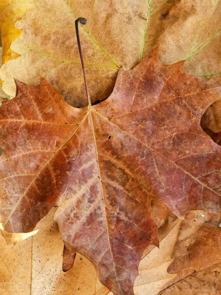 Brown detailed autumnal background of group of dried platanus leaves. Top view photo