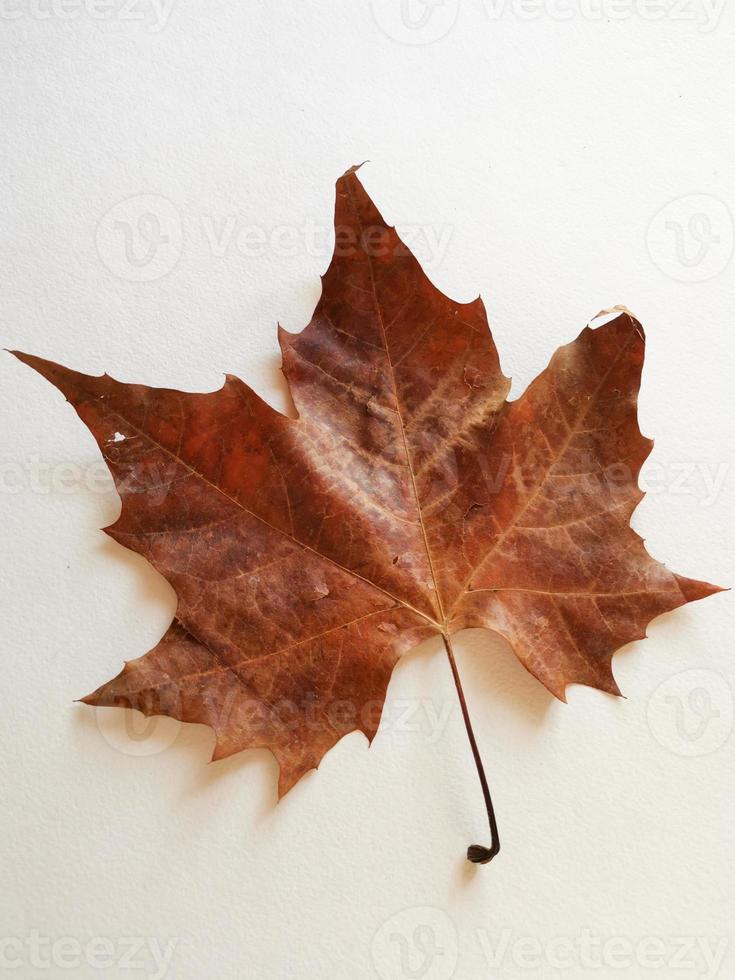 Image is blurry, multicolored maple leaves autumn background. photo