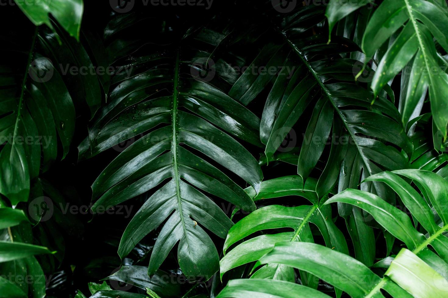 imagen de hoja verde de la selva tropical para la decoración del hogar foto