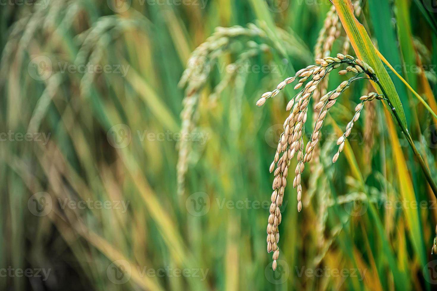 Ear of rice. Close-up to rice seeds in ear of paddy photo