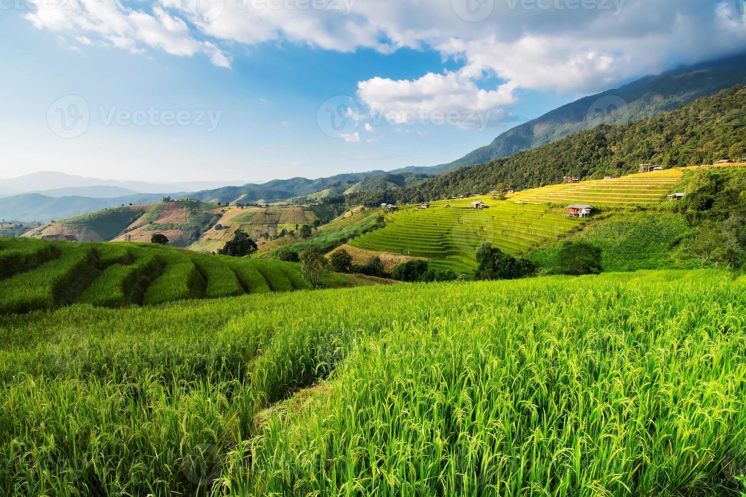 paisaje de terraza de arroz en ban pa bong piang en chiang mai tailandia foto