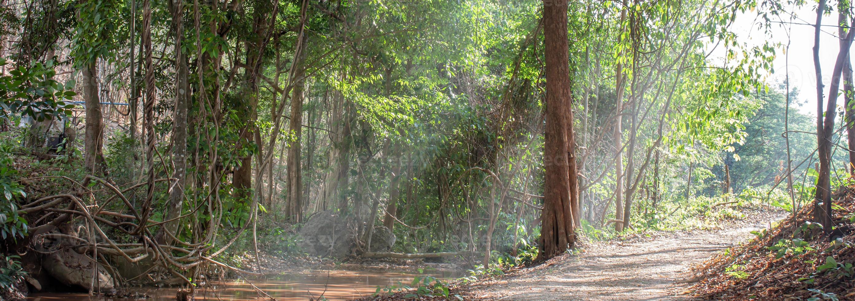 landscape of trees along the path in the forest, trees in the morning, tropical forest, nature wallpaper, banner photo