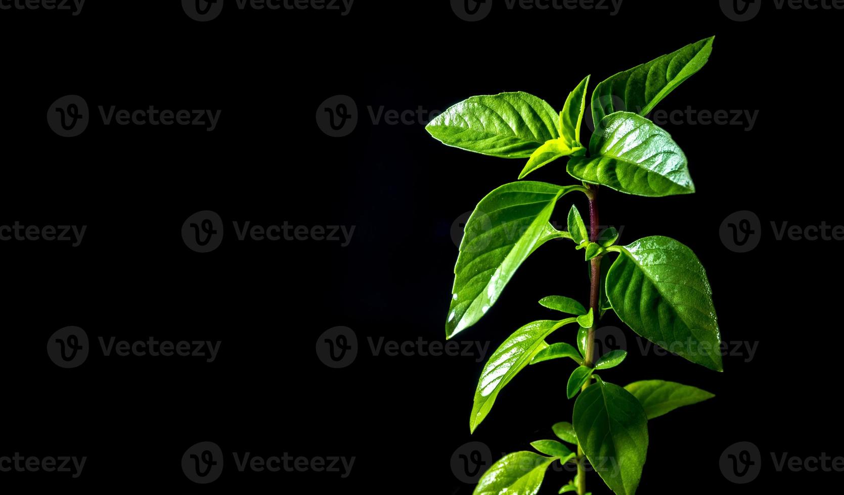 albahaca fresca en fondo negro, hierbas e ingredientes alimentarios foto