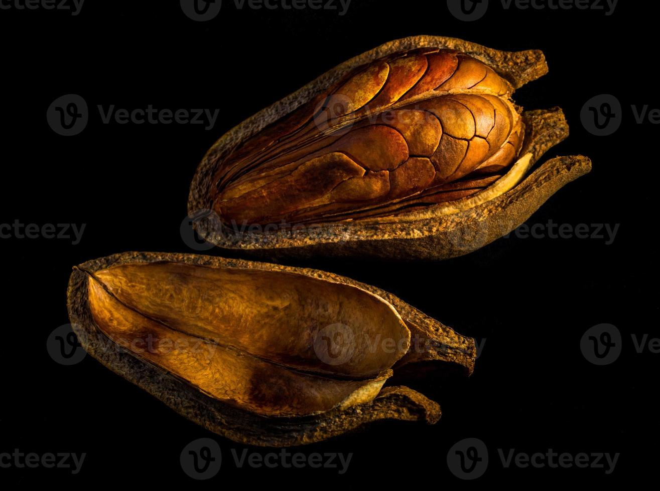 Pods and seeds of  Mahogany on black background photo