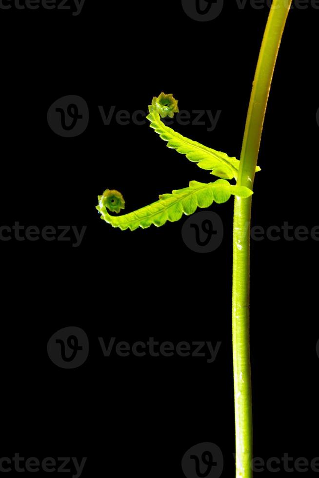 Frescura hoja verde de helecho sobre fondo negro foto