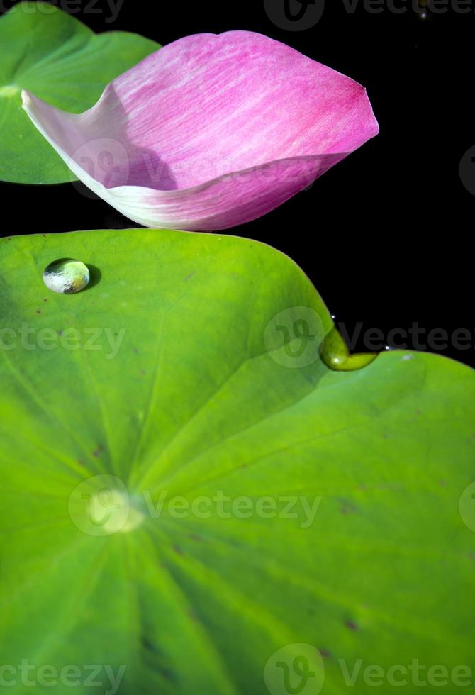 Water dew on lotus leaf photo