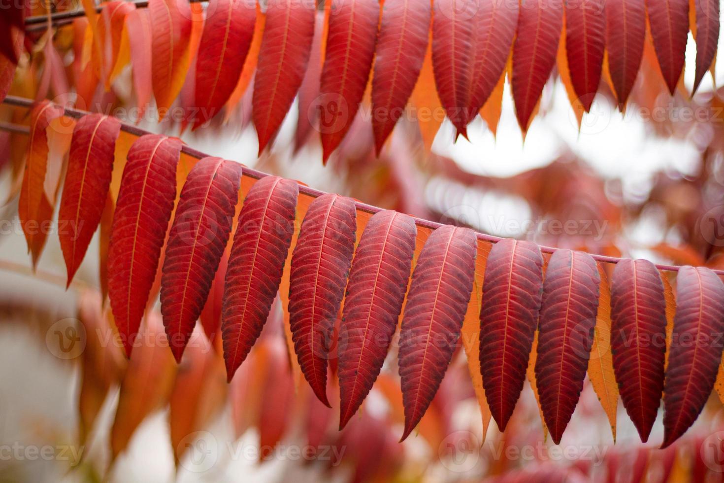 Bright orange autumn leaves. November photo