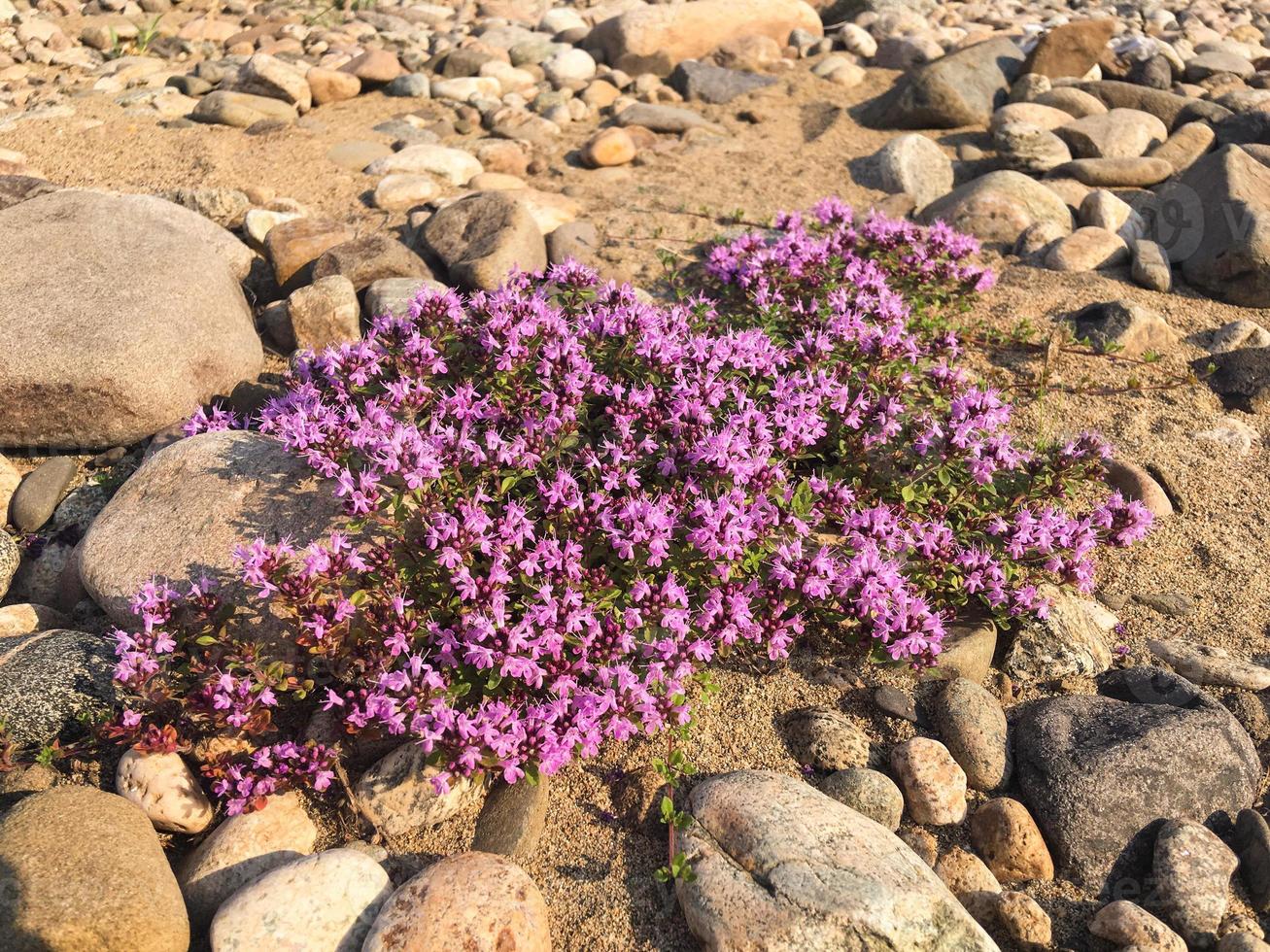 Flowering thyme bush on sand and stones photo