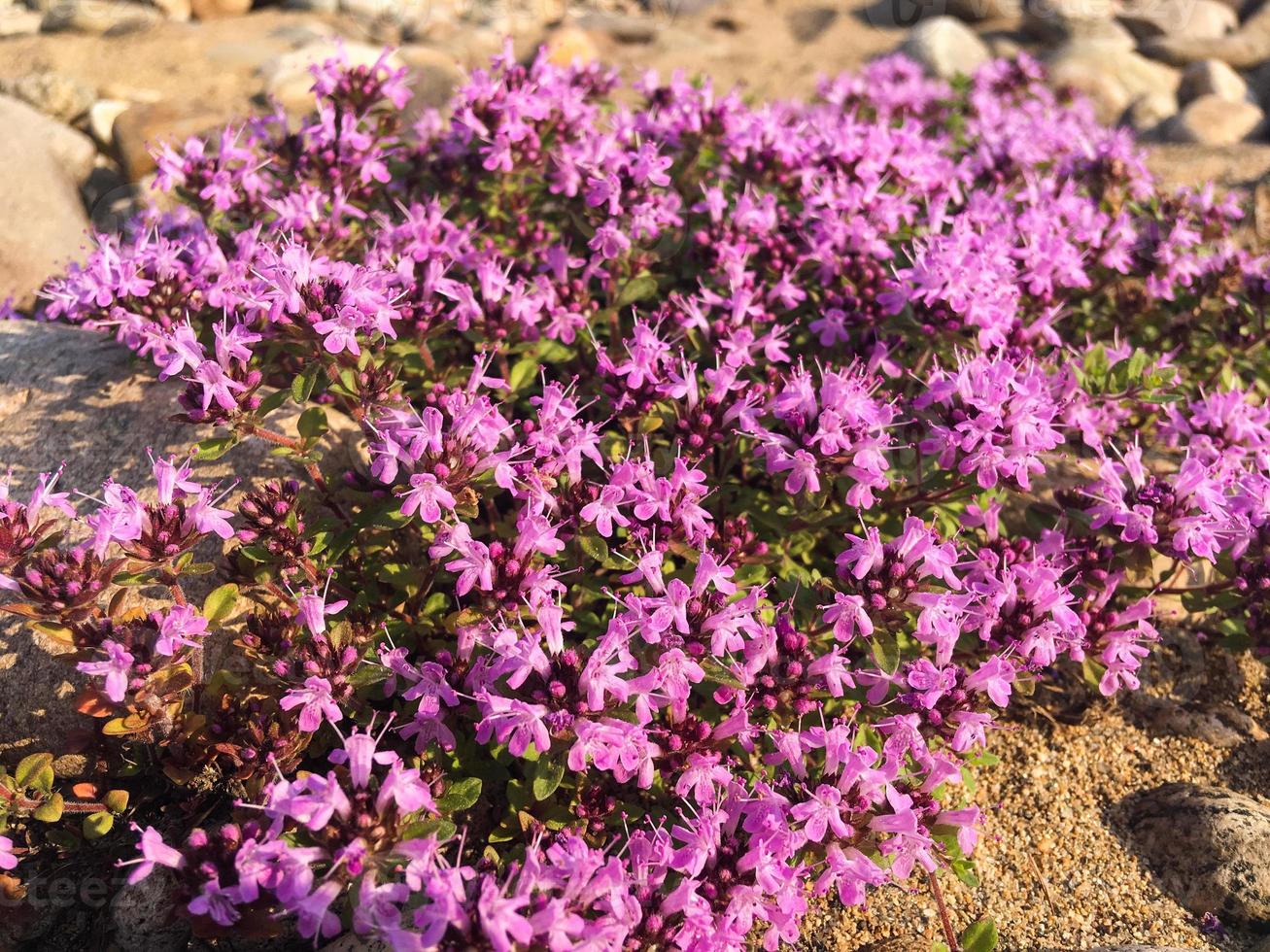 Blooming thyme in the wild close up photo