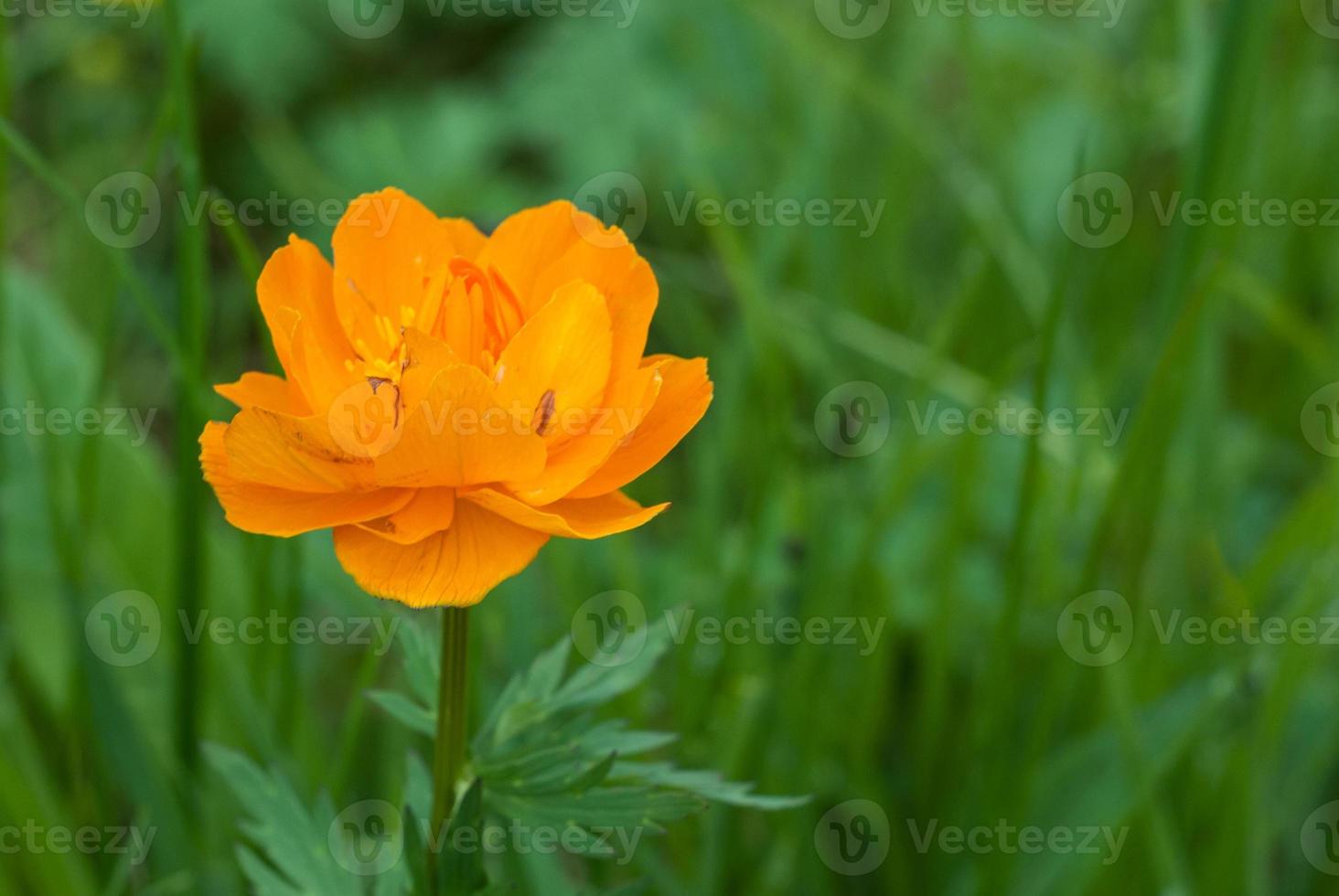 One orange Trollius asiaticus flower on a blurred background, selective focus photo