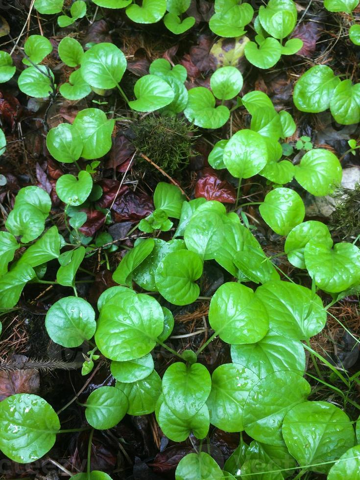 Leaves of pyrola, close-up. Plant in summer photo