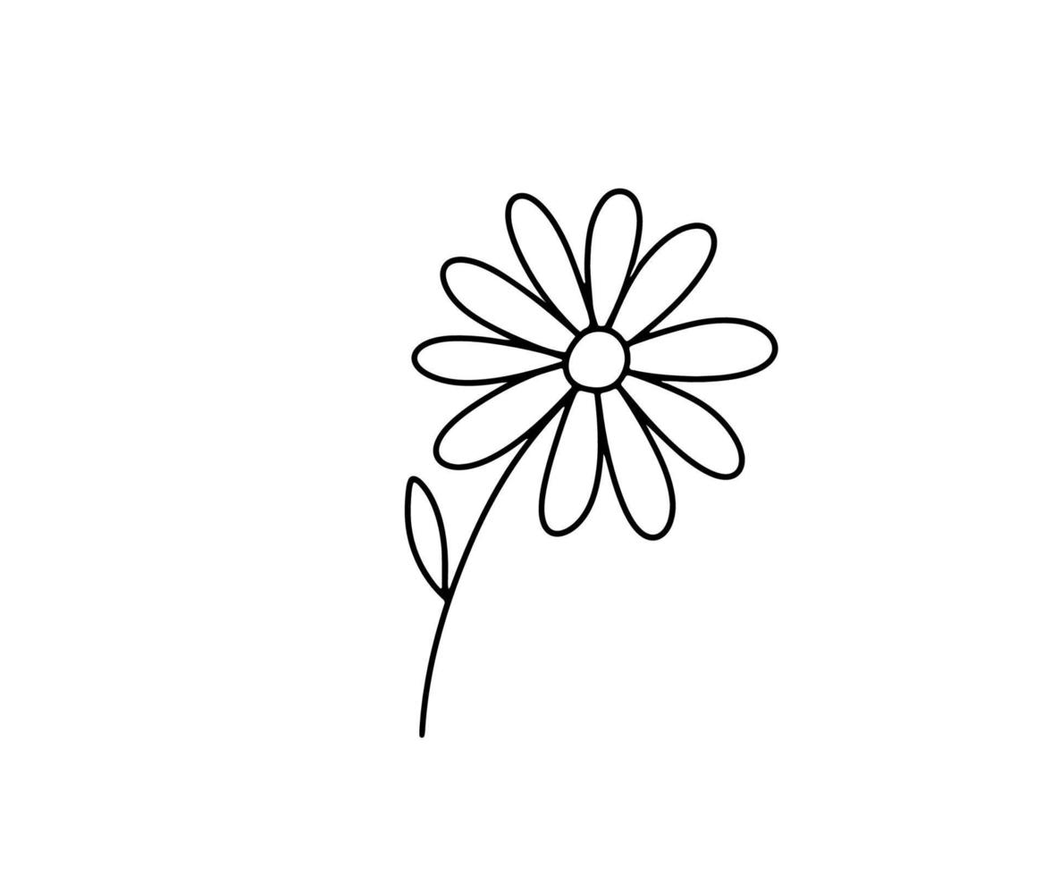 Hand drawn flower daisy. Vector outline sketch. Line art doodle isolated on white