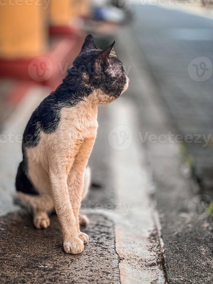Cat on the road. photo
