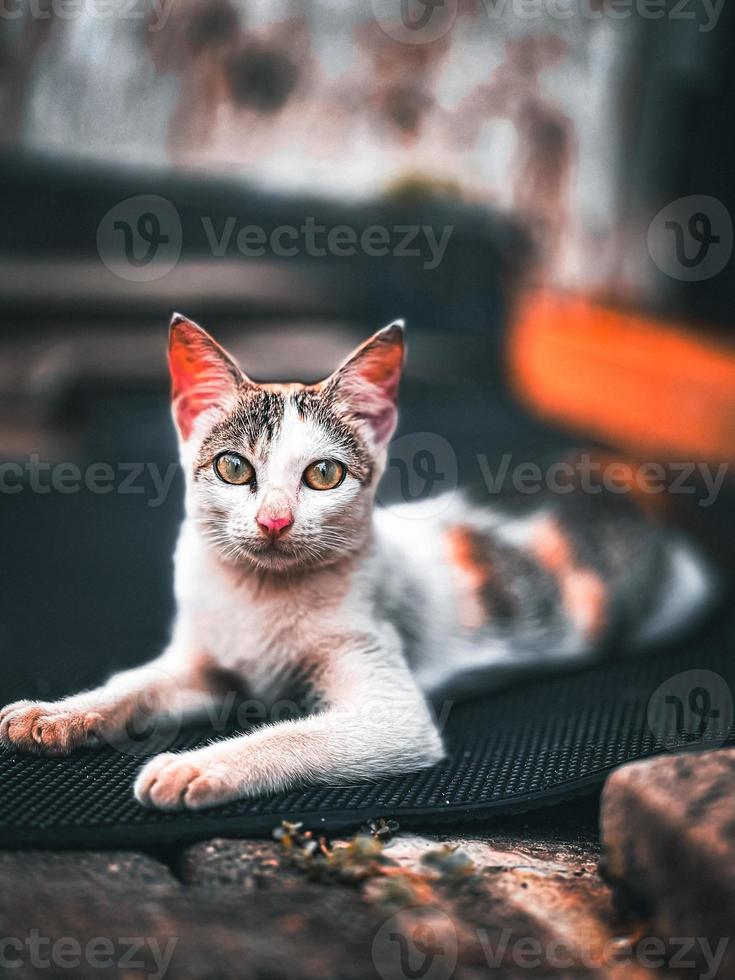 retrato de un gato. foto