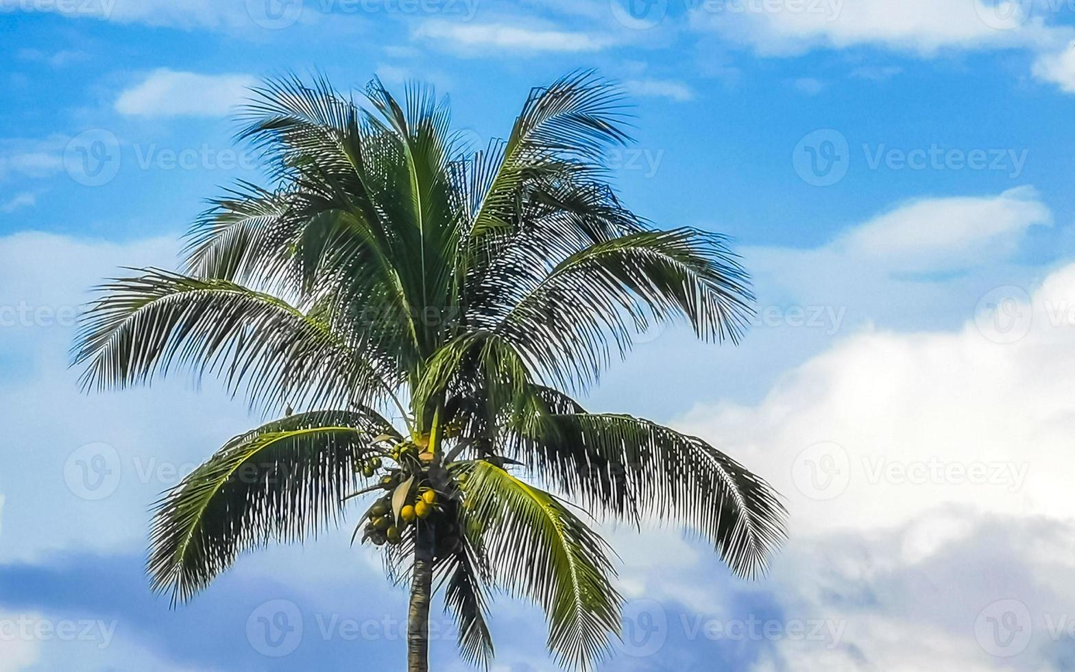 Tropical natural palm tree coconuts blue sky in Mexico. photo