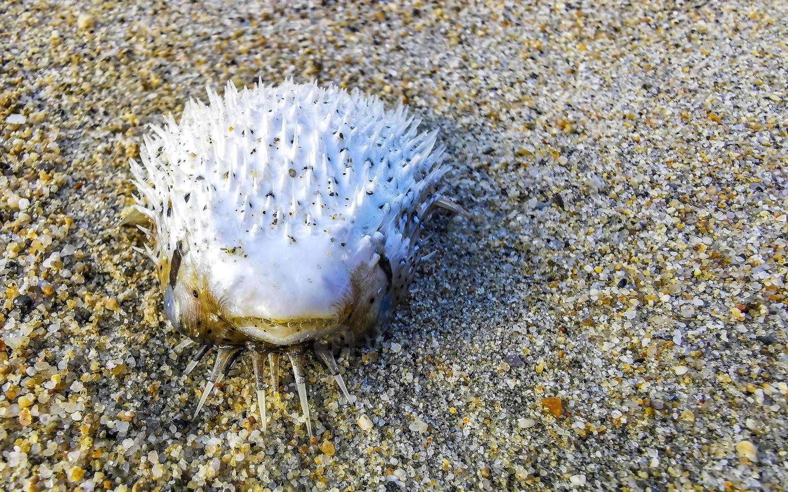 El pez globo muerto varado en la playa yace sobre la arena. foto