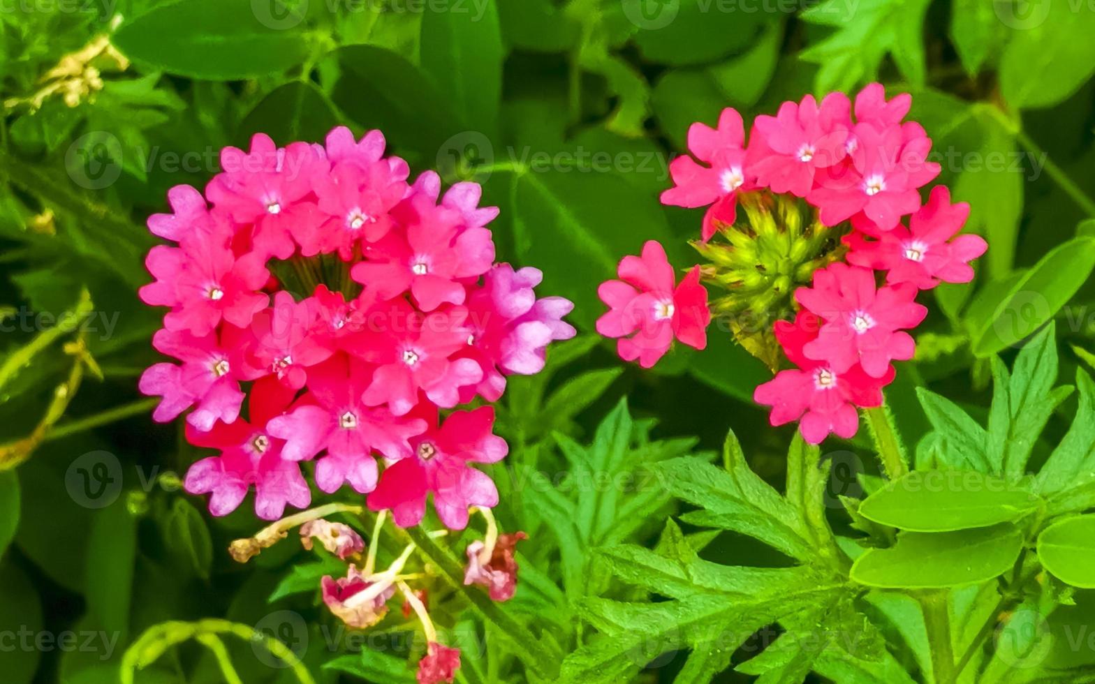Purple pink red flowers and plants in tropical forest nature Mexico. photo