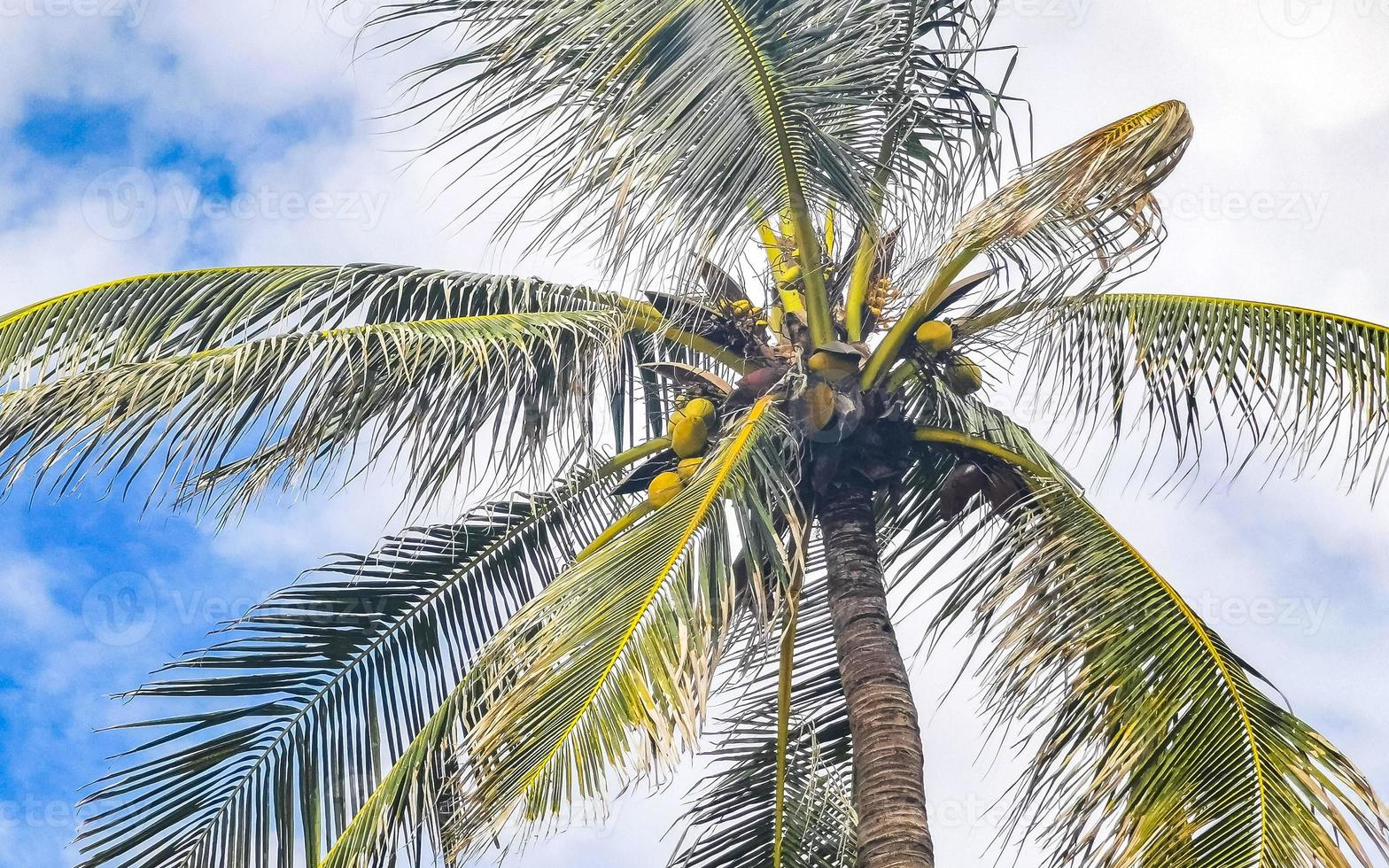 palmeras naturales tropicales cocos cielo azul en méxico. foto