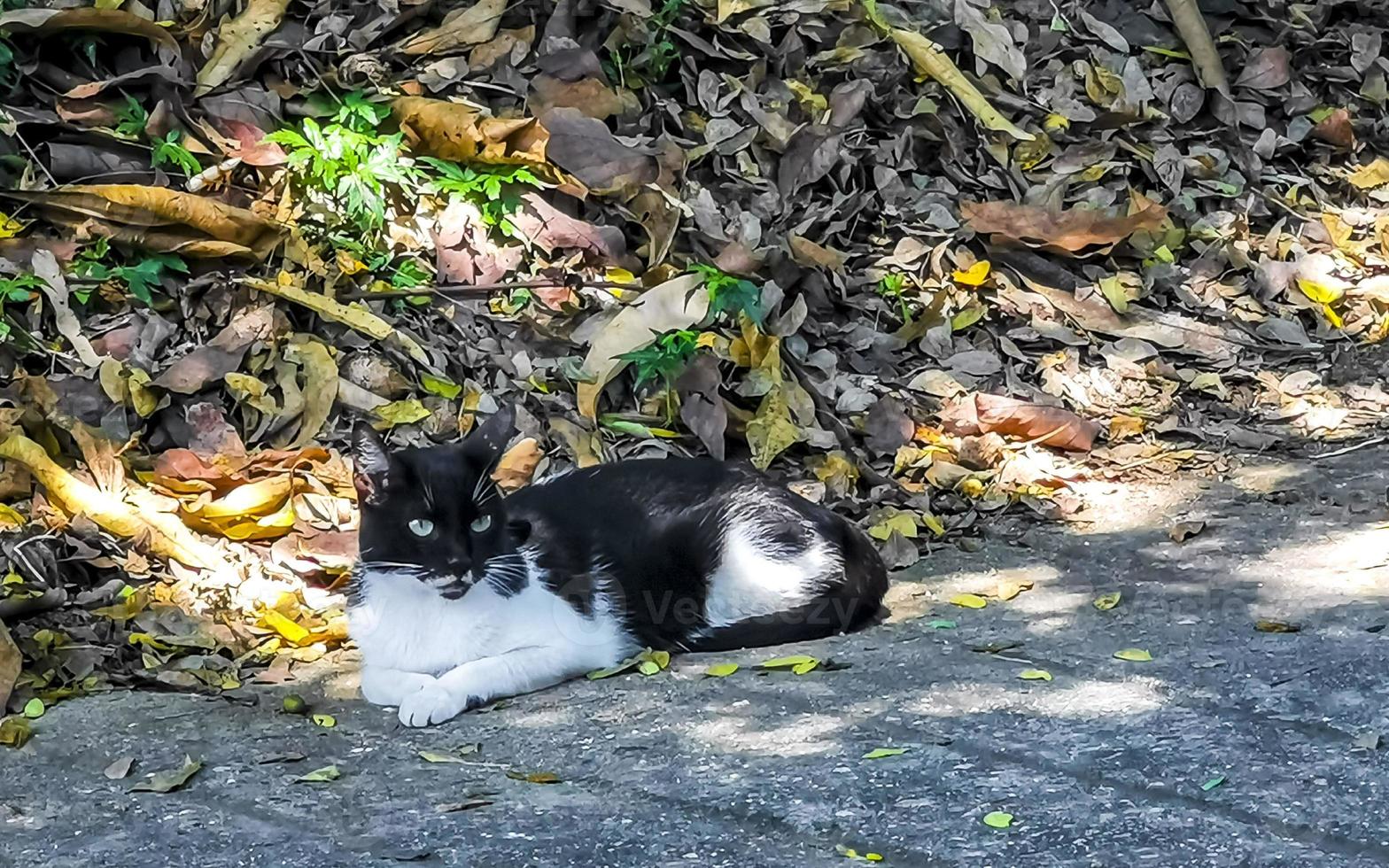 Black white stray cat in locality in Puerto Escondido Mexico. photo