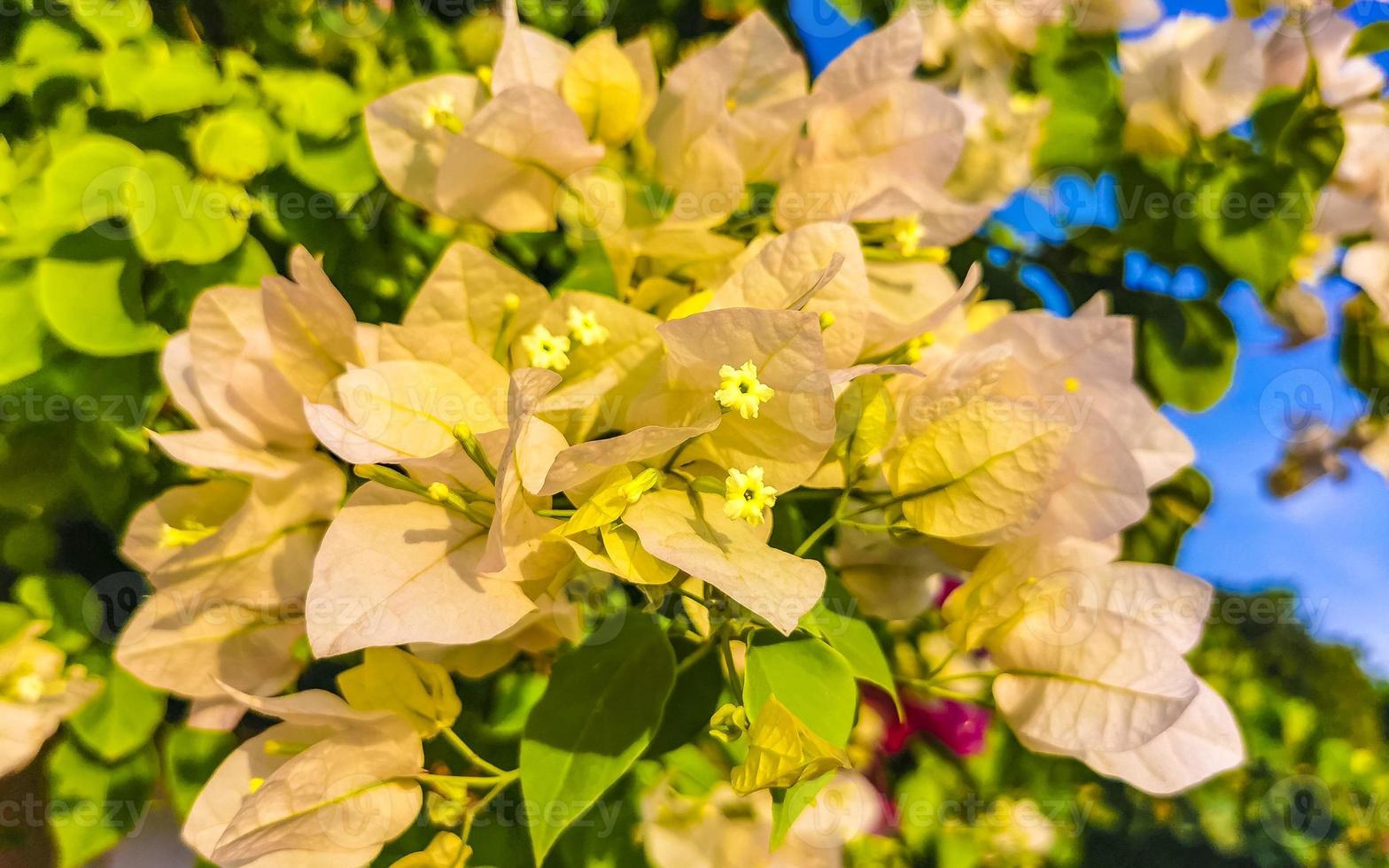 Bougainvillea pink white flowers blossoms in Puerto Escondido Mexico. photo