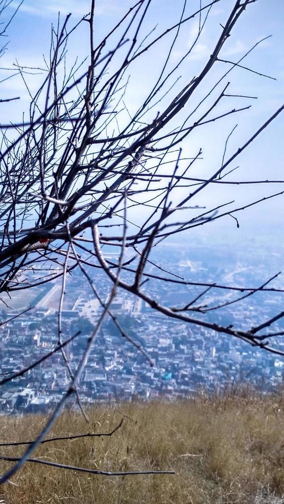 Vertical shot of tree branches and sky photo