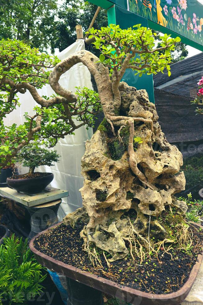 This is a photo of various types of bonsai. 14288574 Stock Photo at