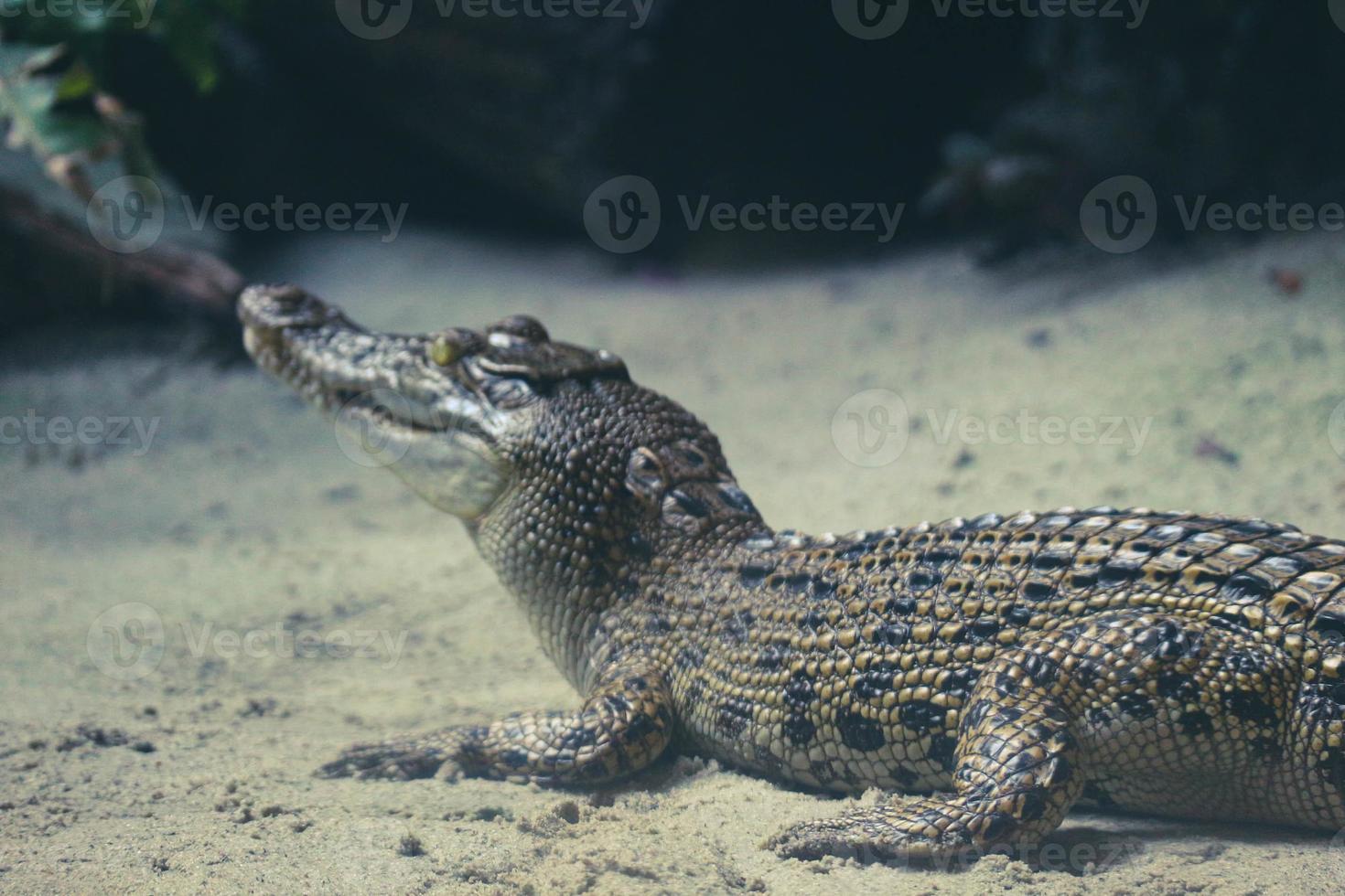 This is a photo of an estuarine crocodile with the Latin name Crocordilus porosus in the zoo.